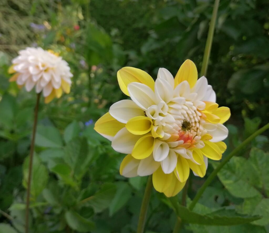 Dahlien | Blog Die Herzensgärtnerin | Pflegetipps | Pflanztipps | Deko mit Dahlien | Gartenblumenstrauß | Schnittblumengarten | Cuttinggarden | Naturgartengestalterin Patrizia Haslinger | The Heartgardener | Pflanzenportät Dahlie | Georgien