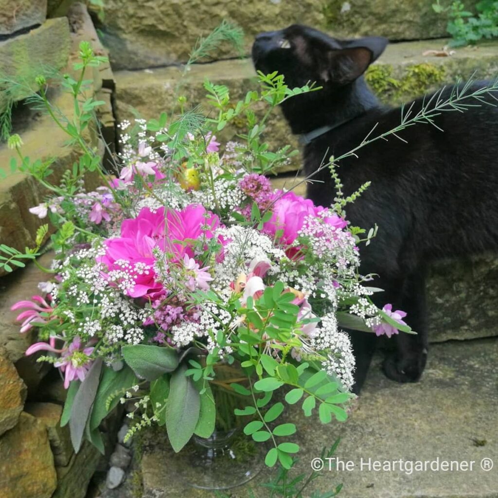 Dahlien | Blog Die Herzensgärtnerin | Pflegetipps | Pflanztipps | Deko mit Dahlien | Gartenblumenstrauß | Schnittblumengarten | Cuttinggarden | Naturgartengestalterin Patrizia Haslinger | The Heartgardener | Pflanzenportät Dahlie | Georgien