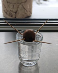 Avocadobäumchen selbst ziehen Blog Die Herzensgärtnerin