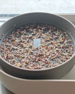 Blog Keimsprossen, Microgreens & Avocado – Vitamine von der Fensterbank Die Herzensgärtnerin (1