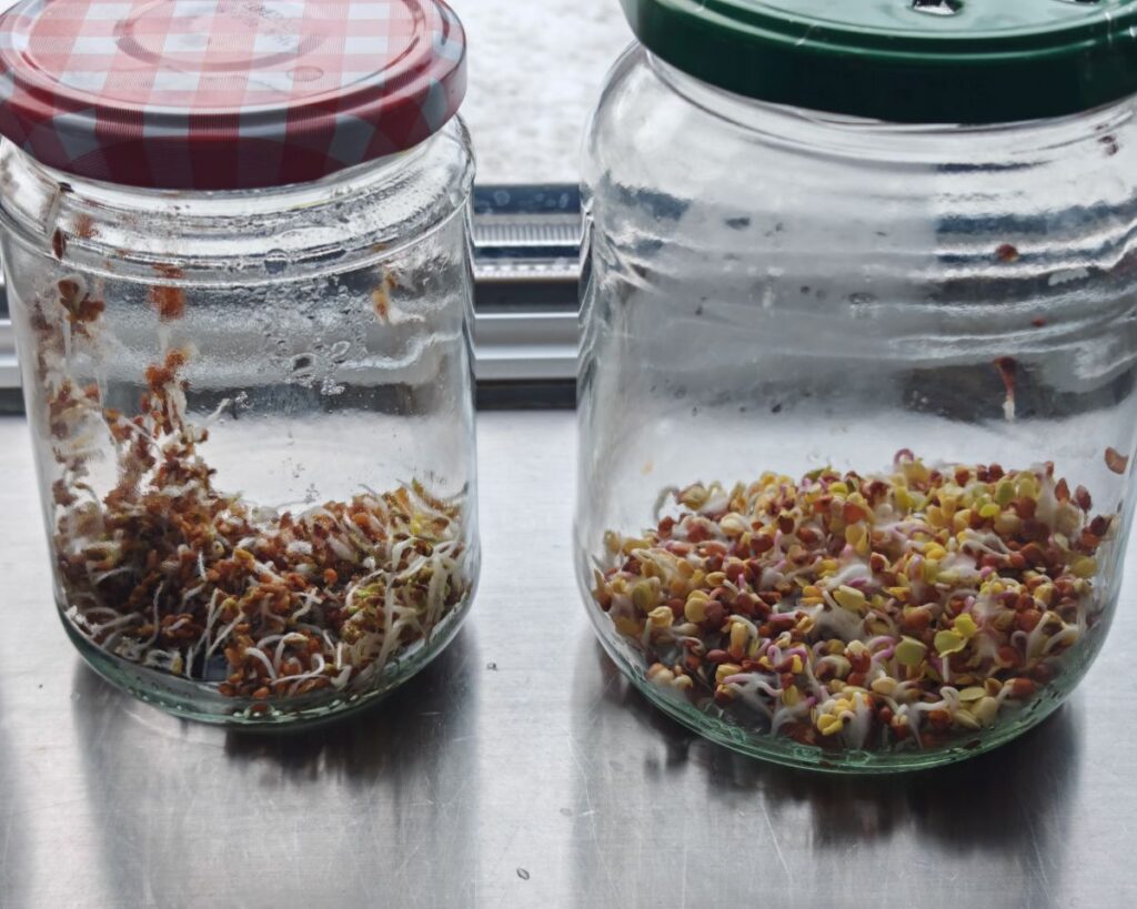 Blog Keimsprossen, Microgreens & Avocado – Vitamine von der Fensterbank Die Herzensgärtnerin (1 (3)