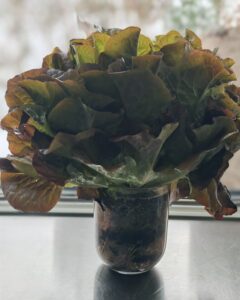 Blog Keimsprossen, Microgreens & Avocado – Vitamine von der Fensterbank Die Herzensgärtnerin (1 (5)