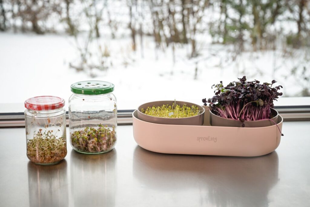 Blog Keimsprossen, Microgreens und Avocados Vitamine von der Fensterbank Die Herzensgärtnerin Fotocredit Markus Wenz