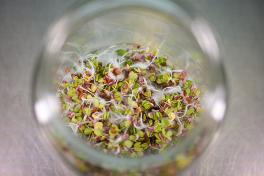 Blog Keimsprossen, Microgreens und Avocados Vitamine von der Fensterbank Die Herzensgärtnerin Fotocredit Markus Wenz (3)