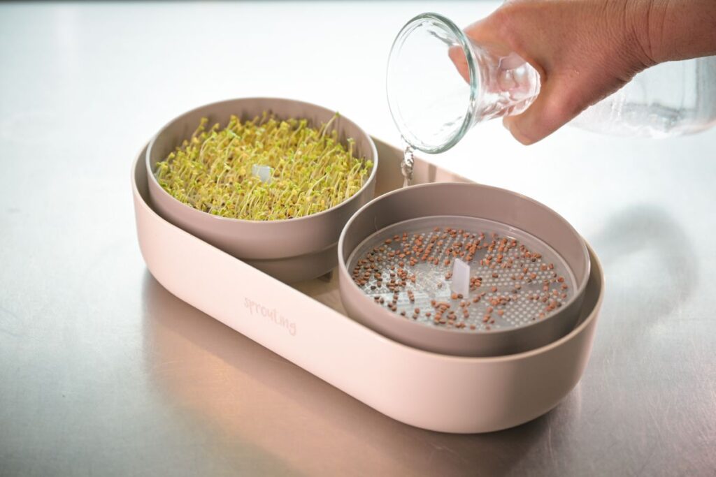 Blog Keimsprossen, Microgreens und Avocados Vitamine von der Fensterbank Die Herzensgärtnerin Fotocredit Markus Wenz (5)