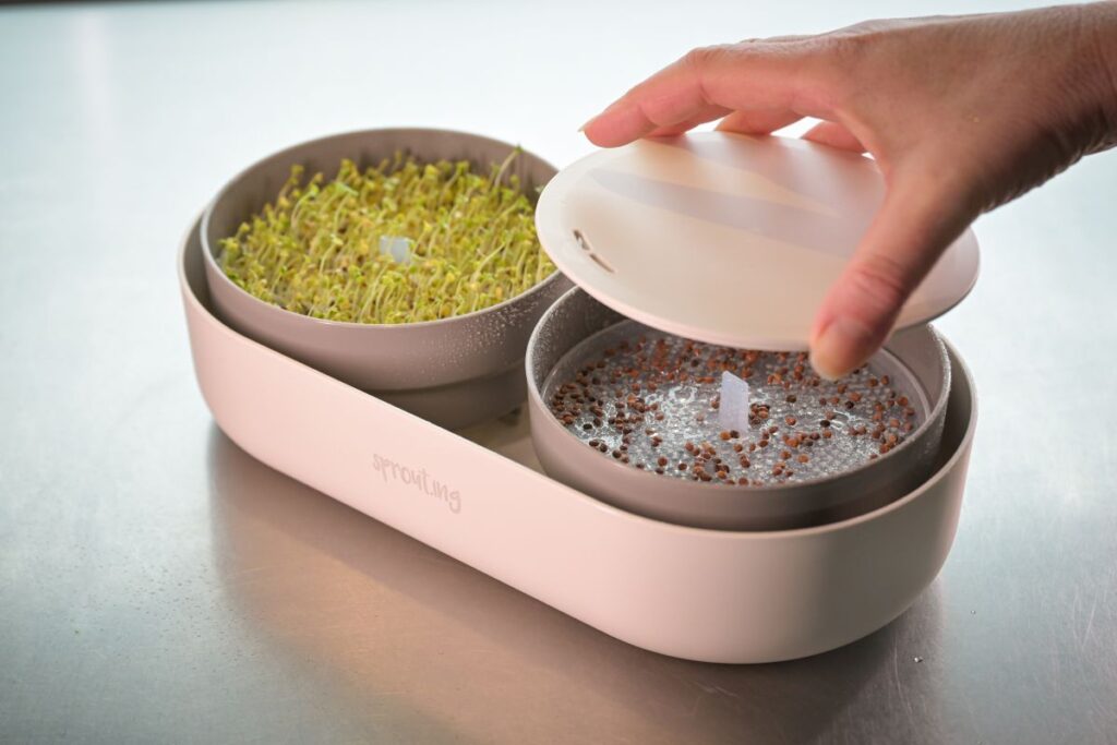 Blog Keimsprossen, Microgreens und Avocados Vitamine von der Fensterbank Die Herzensgärtnerin Fotocredit Markus Wenz (7)