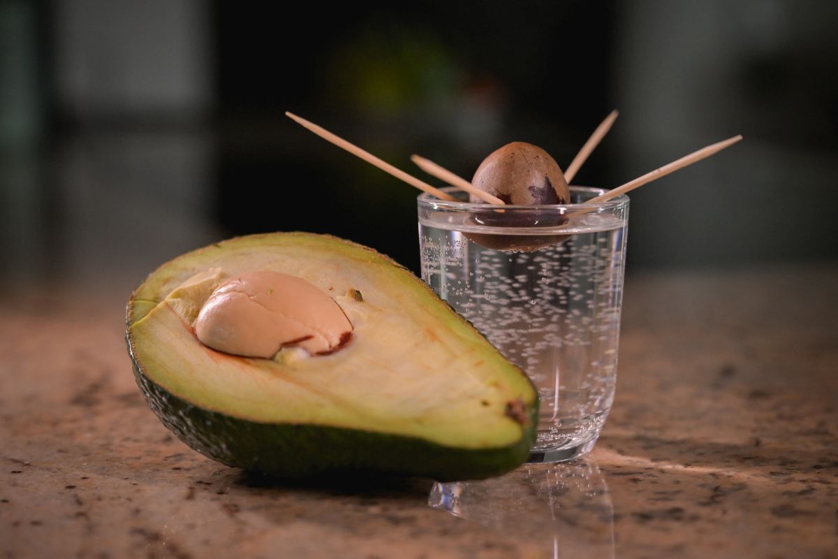 Blog Keimsprossen, Microgreens und Avocados Vitamine von der Fensterbank Die Herzensgärtnerin Fotocredit Markus Wenzel (1)