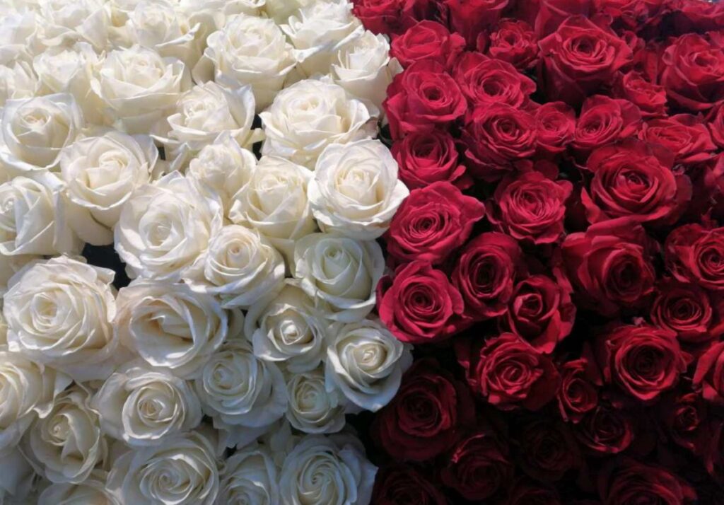 Rosen zum Valentinstag