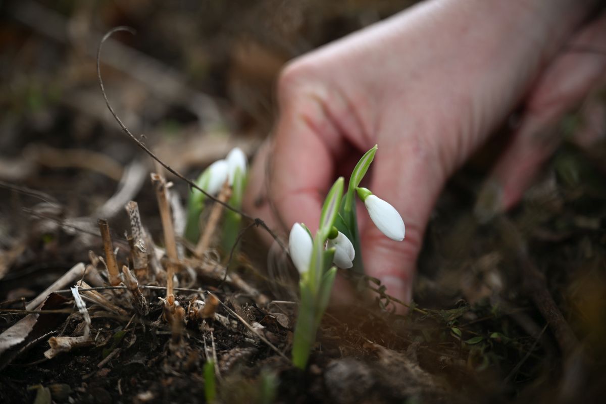 Schneeglöckchen im Garten - erste Frühlingsboten