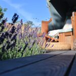 Lavendel für Urlaubsfeeling