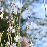 bienenfreundlicher Garten