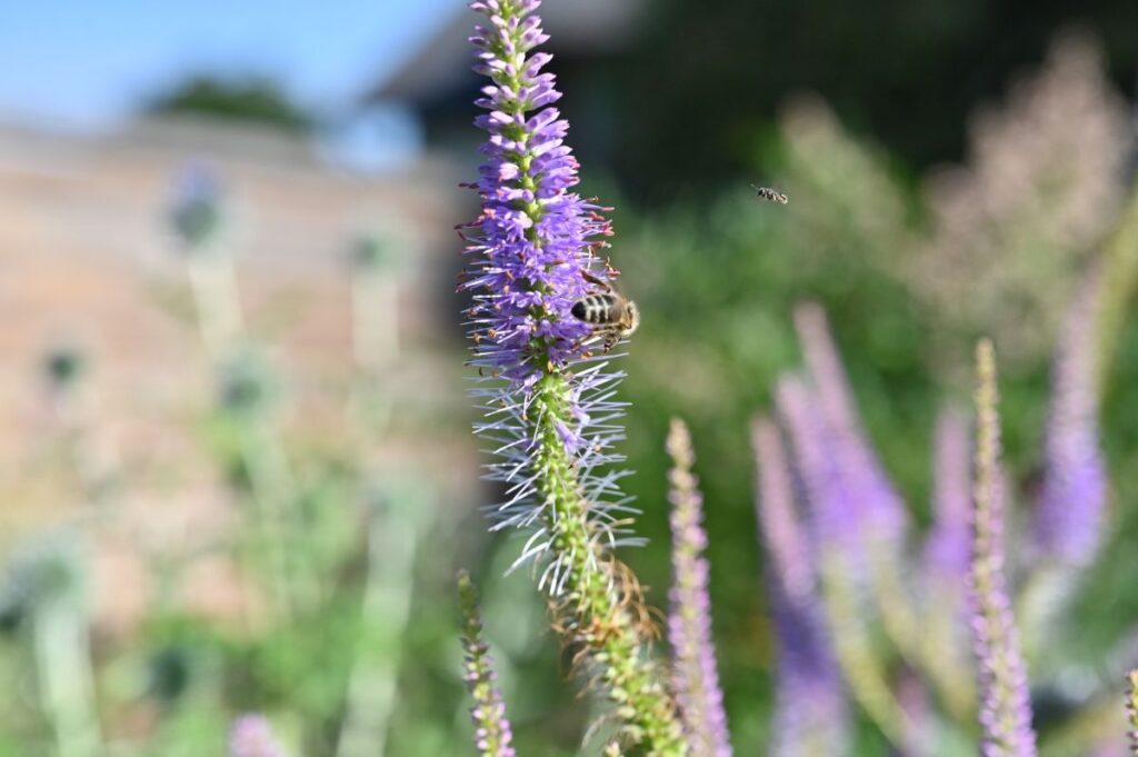 Insektenfreundlicher Garten