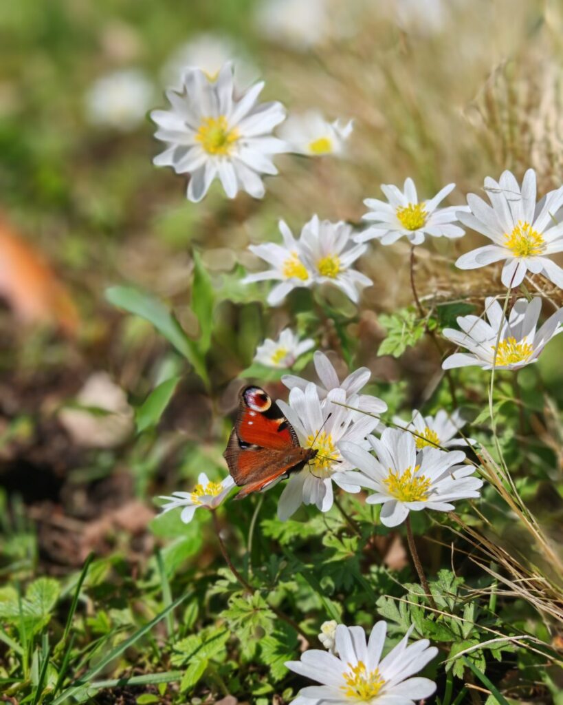 Frühlingsfotos Die Herzensgärtnerin Naturgartengestalterin Schaugarten (2)