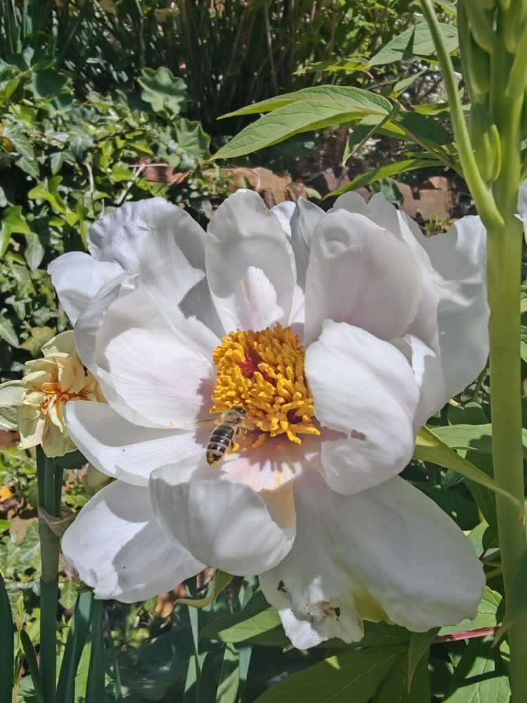 Baumpfingstrose