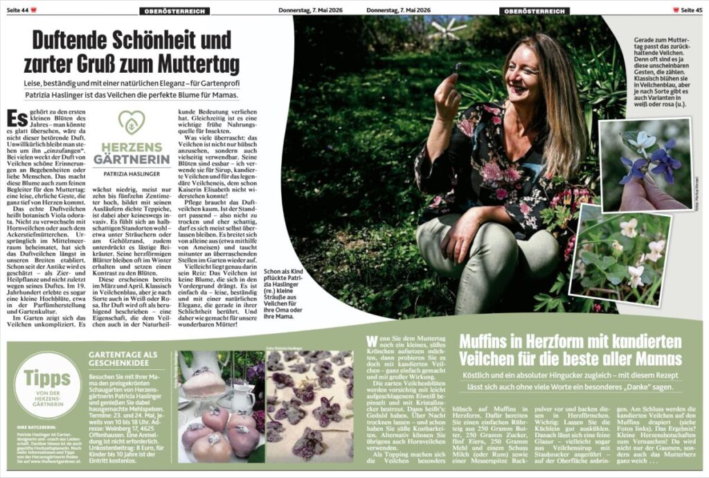 Kronen Zeitung Kolumne Die Herzensgärtnerin 7.5.2026 Duftveilchen und Muttertag