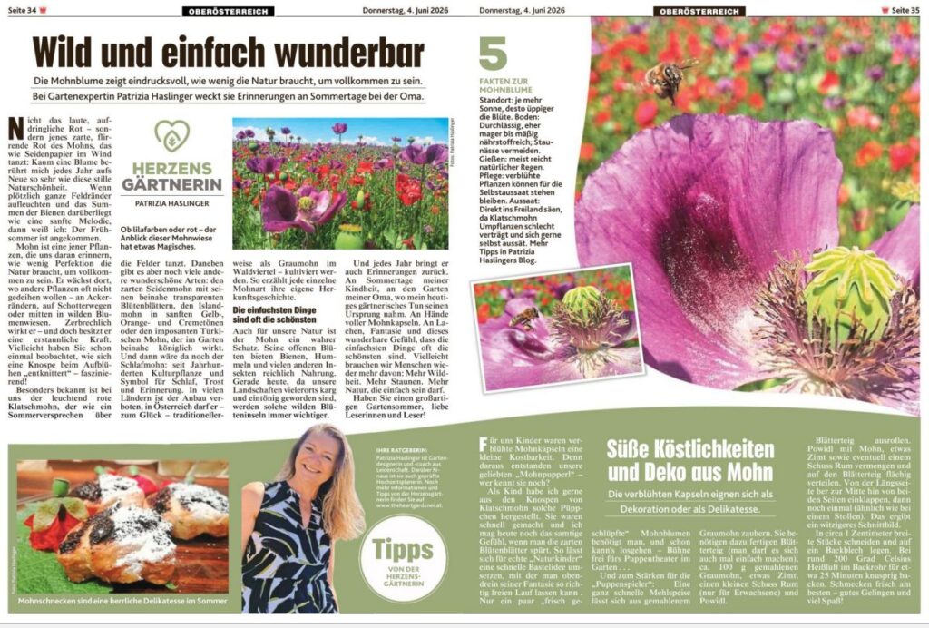 Kronekolumne Juni 2026 Die Herzensgärtnerin erzählt über Mohnblumen