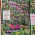 Mein schöner Garten Fotos vom Schaugarten Die Herzensgärtnerin Albizia