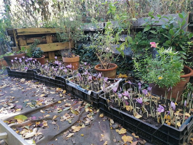 Safran im eigenen Garten Blog von Die Herzensgärtnerin Naturgartengestalterin (10)