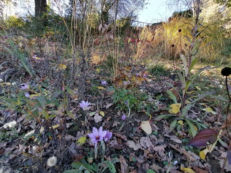 Safran im eigenen Garten Blog von Die Herzensgärtnerin Naturgartengestalterin (15)