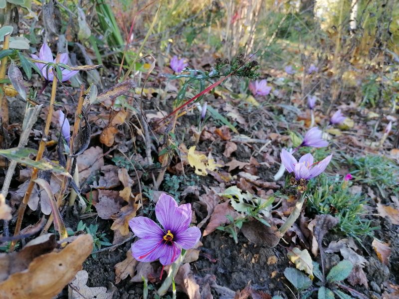 Safran im eigenen Garten Blog von Die Herzensgärtnerin Naturgartengestalterin (18)