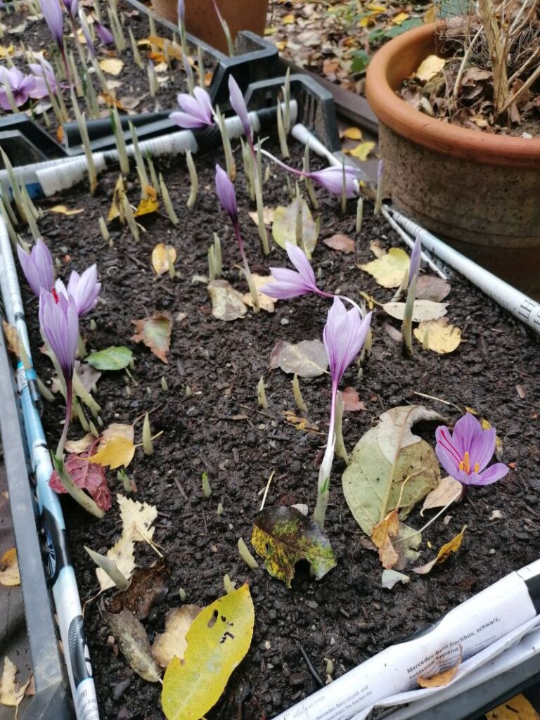 Safran im eigenen Garten Blog von Die Herzensgärtnerin Naturgartengestalterin (2)