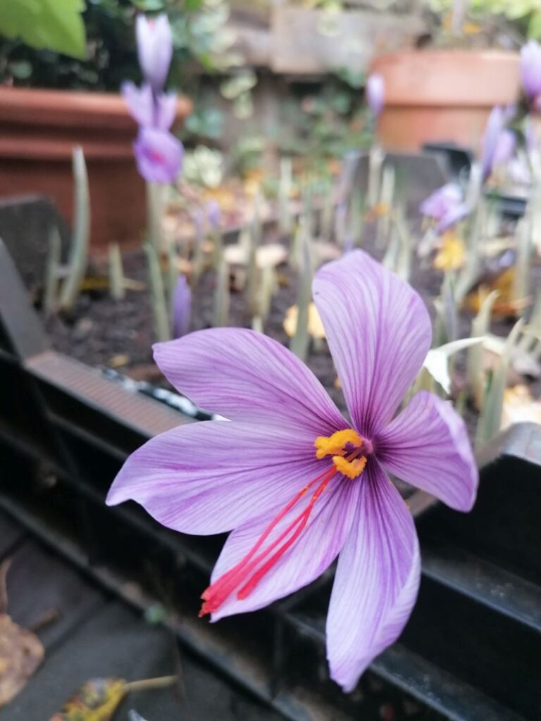 Safran im eigenen Garten Blog von Die Herzensgärtnerin Naturgartengestalterin (3)
