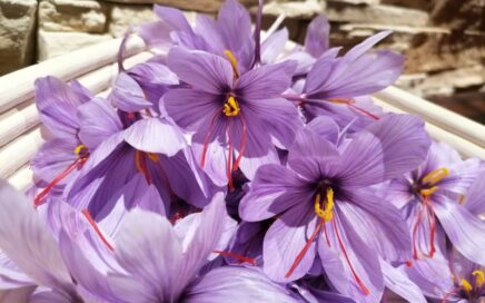 Safran im eigenen Garten Blog von Die Herzensgärtnerin Naturgartengestalterin (6)