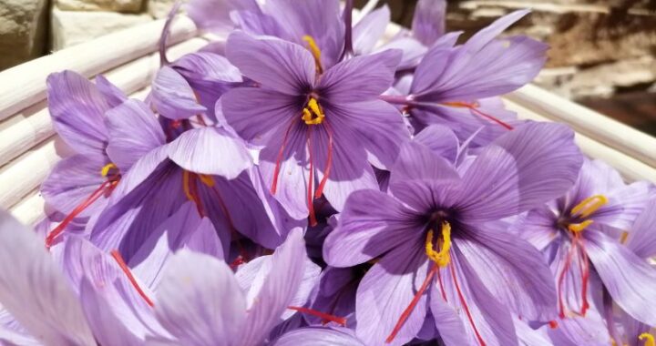 Safran im eigenen Garten Blog von Die Herzensgärtnerin Naturgartengestalterin (6)