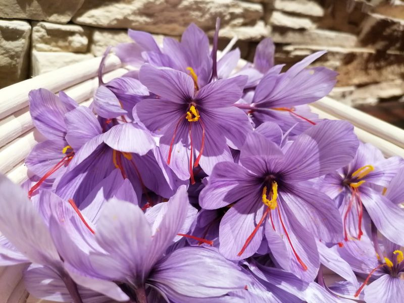 Safran im eigenen Garten Blog von Die Herzensgärtnerin Naturgartengestalterin (6)