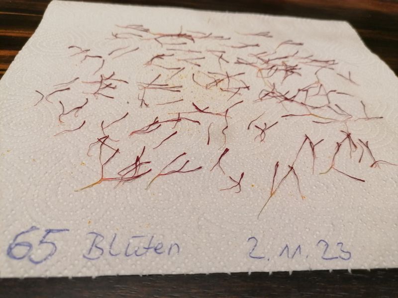 Safran im eigenen Garten Blog von Die Herzensgärtnerin Naturgartengestalterin (9)